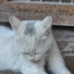 Profile photo of eminempk